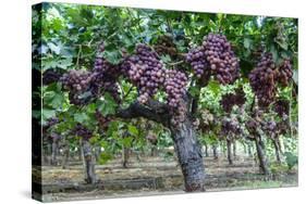 Red Globe Grapes at a Vineyard, San Joaquin Valley, California, Usa-Yadid Levy-Stretched Canvas