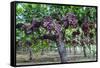 Red Globe Grapes at a Vineyard, San Joaquin Valley, California, Usa-Yadid Levy-Framed Stretched Canvas