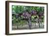 Red Globe Grapes at a Vineyard, San Joaquin Valley, California, Usa-Yadid Levy-Framed Photographic Print