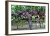 Red Globe Grapes at a Vineyard, San Joaquin Valley, California, Usa-Yadid Levy-Framed Photographic Print