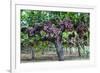 Red Globe Grapes at a Vineyard, San Joaquin Valley, California, Usa-Yadid Levy-Framed Photographic Print