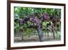 Red Globe Grapes at a Vineyard, San Joaquin Valley, California, Usa-Yadid Levy-Framed Photographic Print