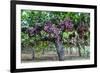 Red Globe Grapes at a Vineyard, San Joaquin Valley, California, Usa-Yadid Levy-Framed Photographic Print