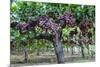 Red Globe Grapes at a Vineyard, San Joaquin Valley, California, Usa-Yadid Levy-Mounted Photographic Print