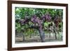 Red Globe Grapes at a Vineyard, San Joaquin Valley, California, Usa-Yadid Levy-Framed Photographic Print