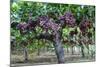 Red Globe Grapes at a Vineyard, San Joaquin Valley, California, Usa-Yadid Levy-Mounted Photographic Print