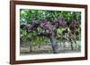 Red Globe Grapes at a Vineyard, San Joaquin Valley, California, Usa-Yadid Levy-Framed Photographic Print