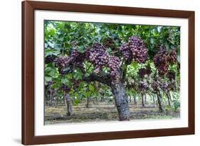 Red Globe Grapes at a Vineyard, San Joaquin Valley, California, Usa-Yadid Levy-Framed Photographic Print