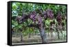 Red Globe Grapes at a Vineyard, San Joaquin Valley, California, Usa-Yadid Levy-Framed Stretched Canvas