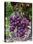 Red Globe Grapes at a Vineyard, San Joaquin Valley, California, Usa-Yadid Levy-Stretched Canvas