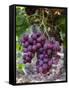 Red Globe Grapes at a Vineyard, San Joaquin Valley, California, Usa-Yadid Levy-Framed Stretched Canvas