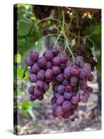 Red Globe Grapes at a Vineyard, San Joaquin Valley, California, Usa-Yadid Levy-Stretched Canvas