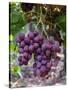 Red Globe Grapes at a Vineyard, San Joaquin Valley, California, Usa-Yadid Levy-Stretched Canvas