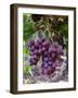 Red Globe Grapes at a Vineyard, San Joaquin Valley, California, Usa-Yadid Levy-Framed Photographic Print