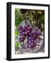 Red Globe Grapes at a Vineyard, San Joaquin Valley, California, Usa-Yadid Levy-Framed Photographic Print