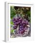 Red Globe Grapes at a Vineyard, San Joaquin Valley, California, Usa-Yadid Levy-Framed Photographic Print