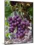 Red Globe Grapes at a Vineyard, San Joaquin Valley, California, Usa-Yadid Levy-Mounted Photographic Print