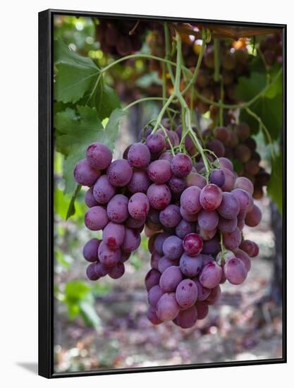 Red Globe Grapes at a Vineyard, San Joaquin Valley, California, Usa-Yadid Levy-Framed Photographic Print