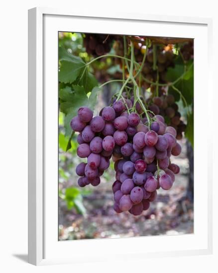 Red Globe Grapes at a Vineyard, San Joaquin Valley, California, Usa-Yadid Levy-Framed Photographic Print