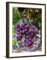 Red Globe Grapes at a Vineyard, San Joaquin Valley, California, Usa-Yadid Levy-Framed Photographic Print