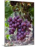 Red Globe Grapes at a Vineyard, San Joaquin Valley, California, Usa-Yadid Levy-Mounted Photographic Print