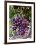 Red Globe Grapes at a Vineyard, San Joaquin Valley, California, Usa-Yadid Levy-Framed Photographic Print