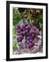 Red Globe Grapes at a Vineyard, San Joaquin Valley, California, Usa-Yadid Levy-Framed Photographic Print