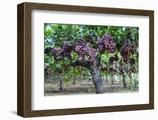 Red Globe Grapes at a Vineyard, San Joaquin Valley, California, Usa-Yadid Levy-Framed Photographic Print