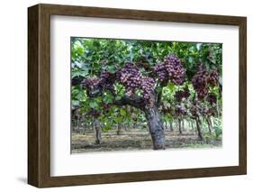 Red Globe Grapes at a Vineyard, San Joaquin Valley, California, Usa-Yadid Levy-Framed Photographic Print