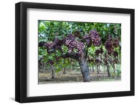 Red Globe Grapes at a Vineyard, San Joaquin Valley, California, Usa-Yadid Levy-Framed Photographic Print