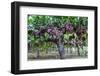 Red Globe Grapes at a Vineyard, San Joaquin Valley, California, Usa-Yadid Levy-Framed Photographic Print