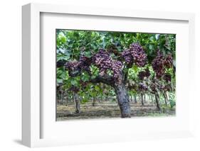 Red Globe Grapes at a Vineyard, San Joaquin Valley, California, Usa-Yadid Levy-Framed Photographic Print