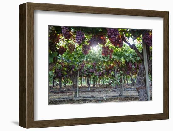 Red Globe Grapes at a Vineyard, San Joaquin Valley, California, Usa-Yadid Levy-Framed Photographic Print