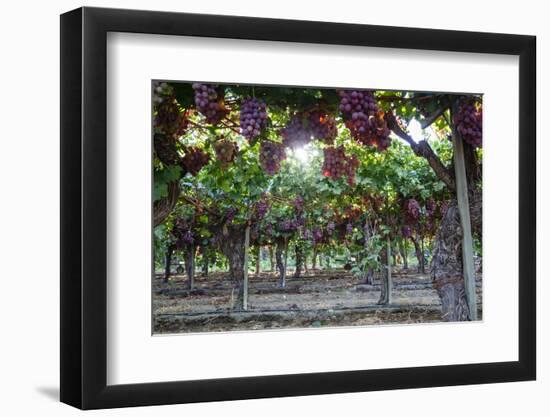 Red Globe Grapes at a Vineyard, San Joaquin Valley, California, Usa-Yadid Levy-Framed Photographic Print