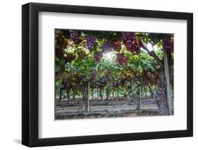 Red Globe Grapes at a Vineyard, San Joaquin Valley, California, Usa-Yadid Levy-Framed Photographic Print