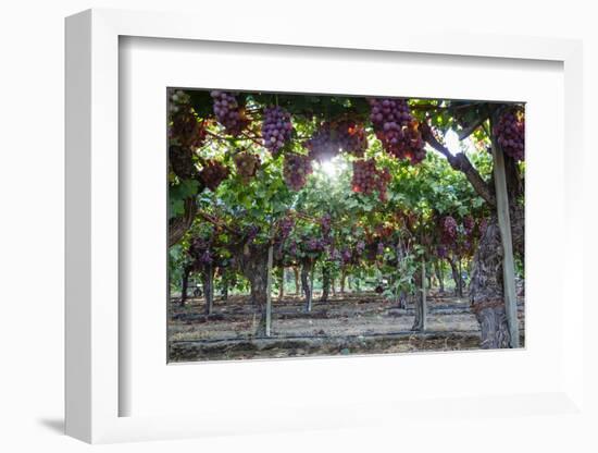 Red Globe Grapes at a Vineyard, San Joaquin Valley, California, Usa-Yadid Levy-Framed Photographic Print