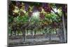 Red Globe Grapes at a Vineyard, San Joaquin Valley, California, Usa-Yadid Levy-Mounted Photographic Print