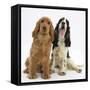 Red - Golden and Tricolour English Cocker Spaniels-Mark Taylor-Framed Stretched Canvas