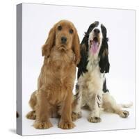 Red - Golden and Tricolour English Cocker Spaniels-Mark Taylor-Stretched Canvas