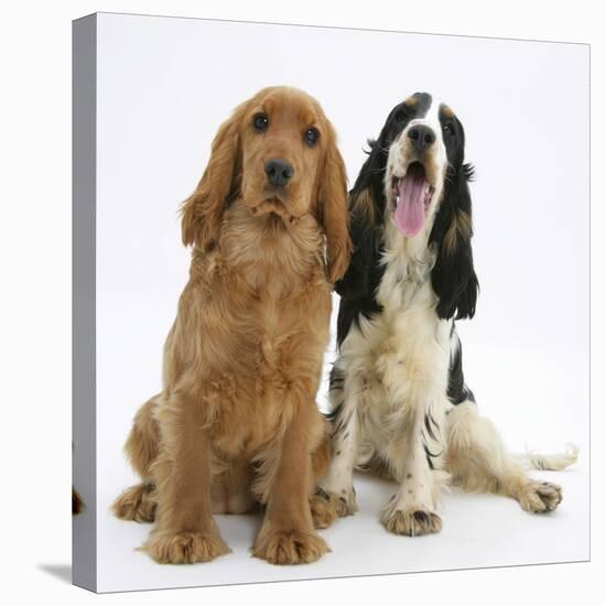 Red - Golden and Tricolour English Cocker Spaniels-Mark Taylor-Stretched Canvas