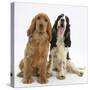 Red - Golden and Tricolour English Cocker Spaniels-Mark Taylor-Stretched Canvas