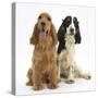 Red - Golden and Tricolour English Cocker Spaniels-Mark Taylor-Stretched Canvas
