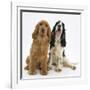 Red - Golden and Tricolour English Cocker Spaniels-Mark Taylor-Framed Photographic Print