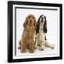 Red - Golden and Tricolour English Cocker Spaniels-Mark Taylor-Framed Photographic Print