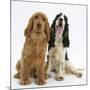 Red - Golden and Tricolour English Cocker Spaniels-Mark Taylor-Mounted Photographic Print