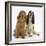 Red - Golden and Tricolour English Cocker Spaniels-Mark Taylor-Framed Photographic Print