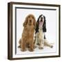 Red - Golden and Tricolour English Cocker Spaniels-Mark Taylor-Framed Photographic Print