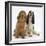 Red - Golden and Tricolour English Cocker Spaniels-Mark Taylor-Framed Photographic Print