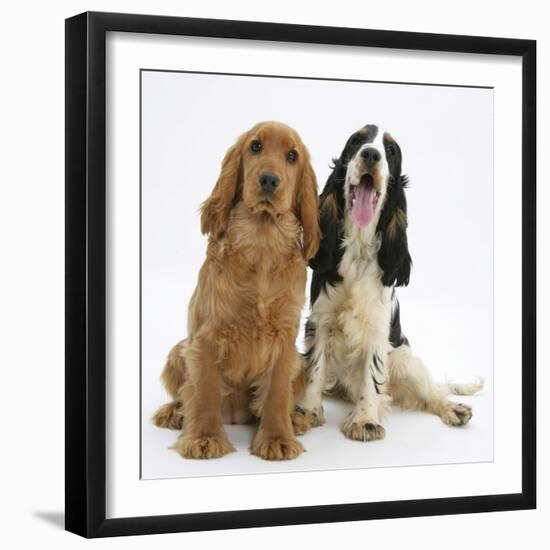 Red - Golden and Tricolour English Cocker Spaniels-Mark Taylor-Framed Photographic Print