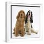 Red - Golden and Tricolour English Cocker Spaniels-Mark Taylor-Framed Photographic Print